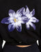 Esteem Cropped Sweater - Black
